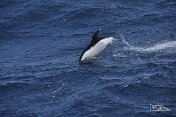 Ao lado do Sea Spirit, um dusky dolphin salta sobre as ondas em alto mar, entre Falkland e Geórgia do Sul